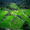 Rice Fields Indonesia